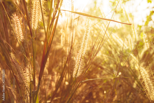  grass flower with nature morning sunlight outdoor background