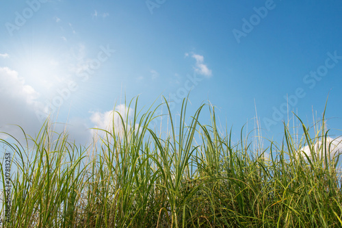 green grass with blue sky. sunny spring background.