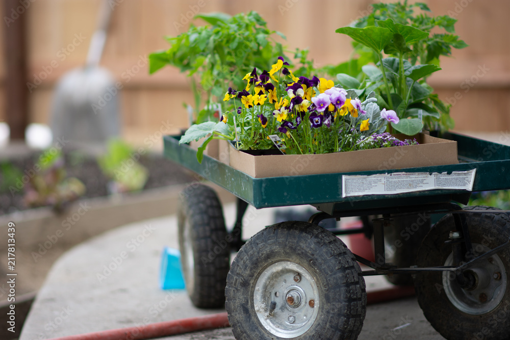 flowers on garden cart ready to plant