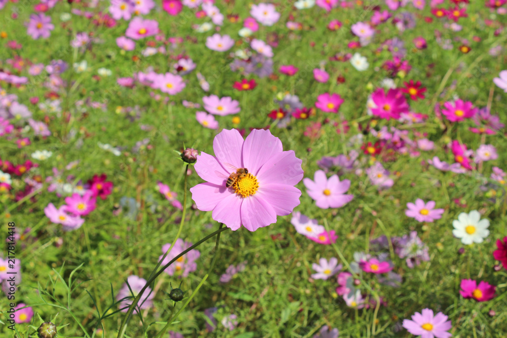 Fototapeta premium コスモス畑