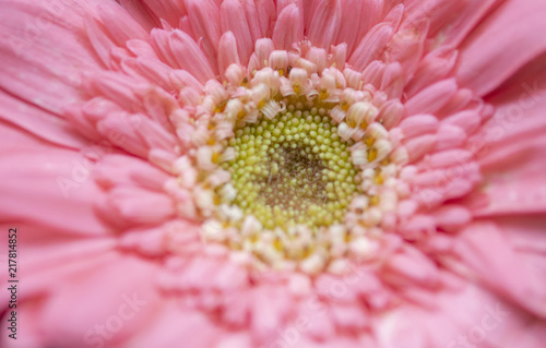 Close-up of bright pink Gerber Daisy