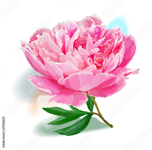 garden peony