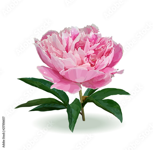 garden peony
