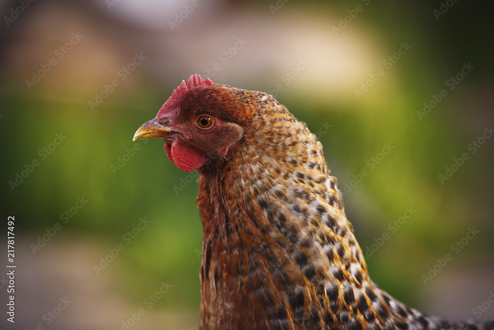 Portrait of an outdoor summer chicken