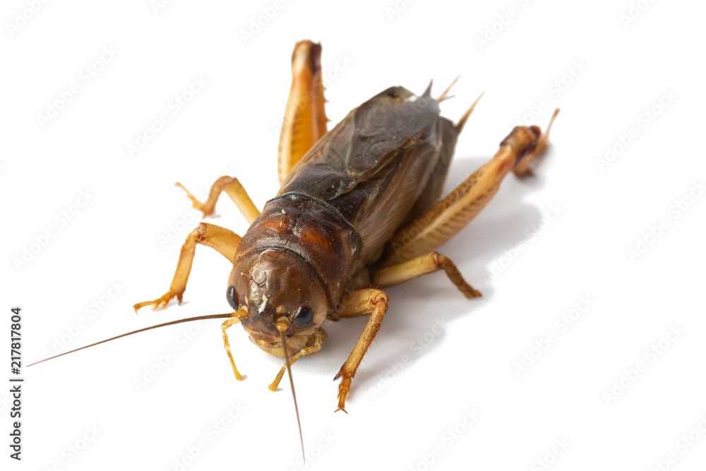 Big brown cricket insect isolate on white background
Big brown cricket insect isolate on white background