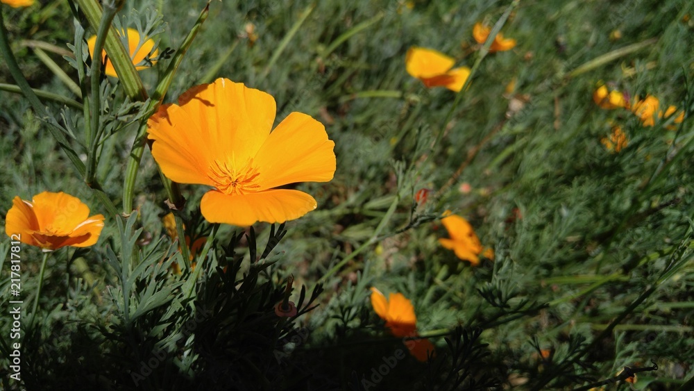Fototapeta premium yellow flower