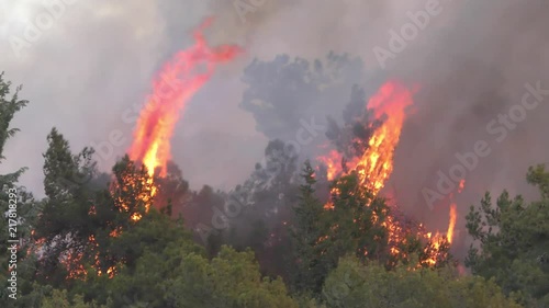 Trees catch fire near houses and residential urban buildings.