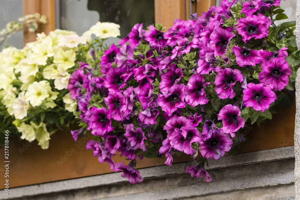 Purple ornamental flowers on a window.