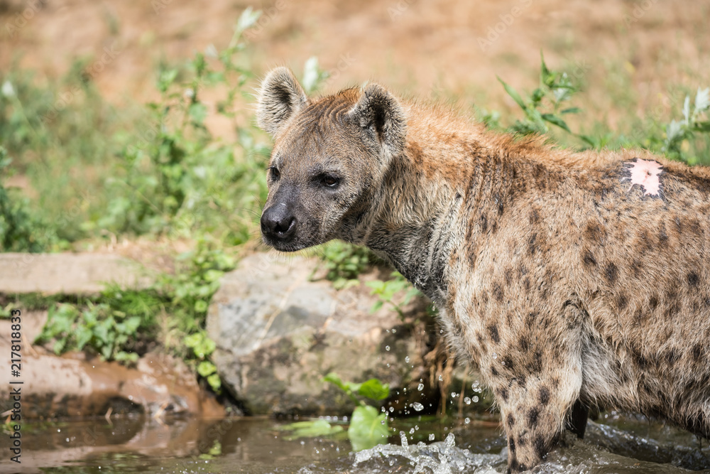 in the water there are two Hyena's playing and enjoying their dive