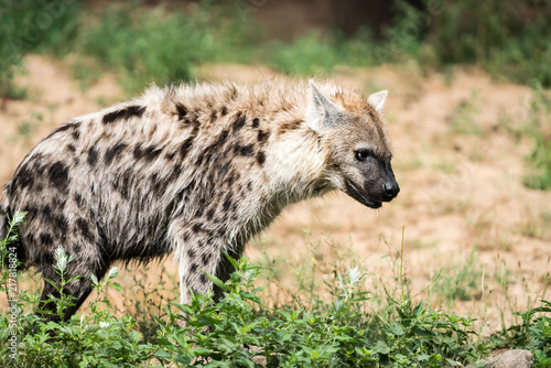 playing hyena is looking © denboma