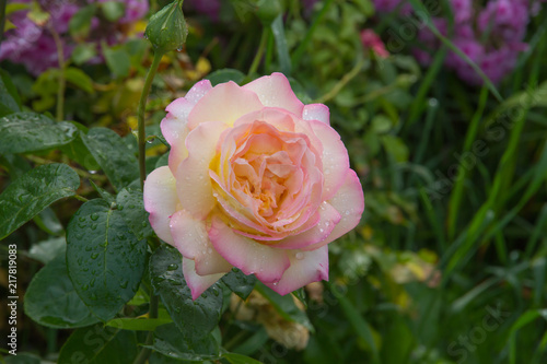 Peace (Gloria Dei) Hybrid Tea Rose