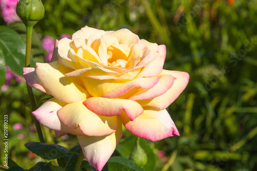 Peace (Gloria Dei) Hybrid Tea Rose