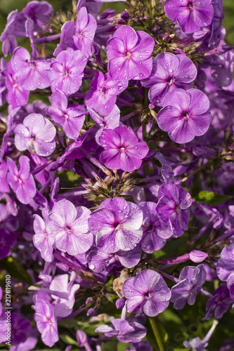 Water drops on purple flowers.