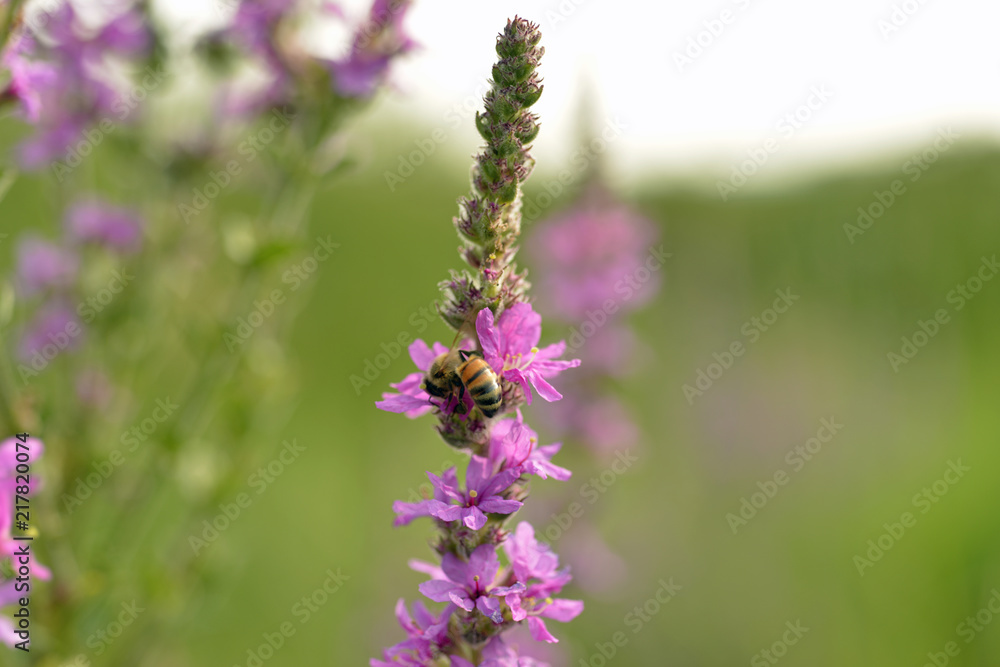 Isolated bee collecting pollen on purple flower Isolated bee collecting pollen on purple flower