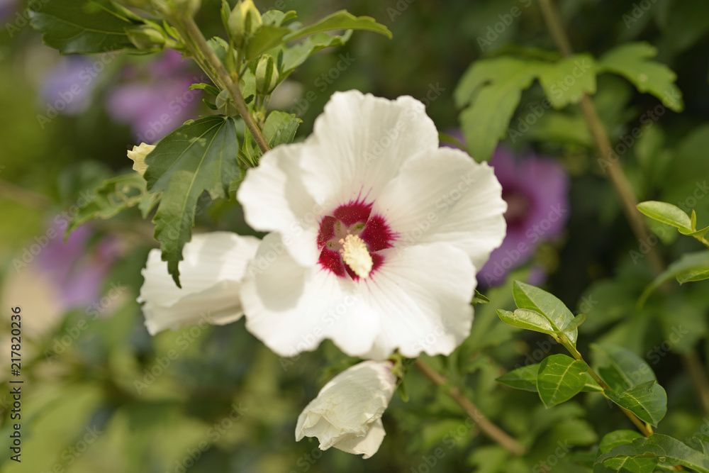 Isolated white morning glory on a sunny day Isolated white morning glory on a sunny day