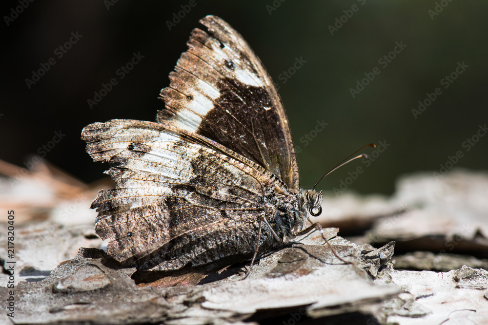 Satyridae / Büyük Karamelek / / Hipparchia syriaca Satyridae / Büyük Karamelek / / Hipparchia syriaca
