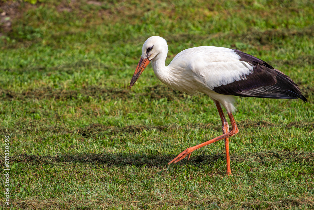 White stork in the green meadow White stork in the green meadow