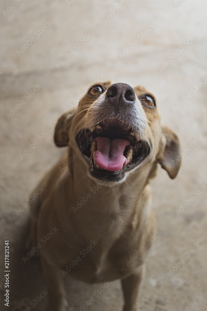 Obraz premium Dog Happiness