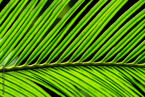 The pinnately compound leaves of Cycas revoluta Thunb