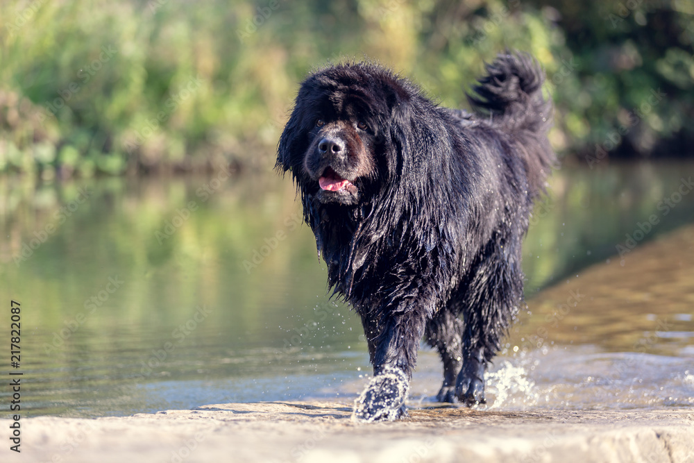 Wet newfoundland. Beautiful big black dog is playing over the water.