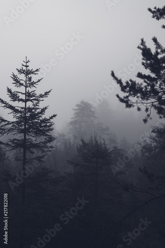 trees on a foggy morning in bavaria