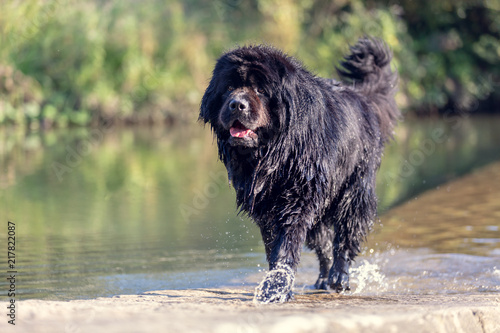 Wet newfoundland. Beautiful big black dog is playing over the water. photo