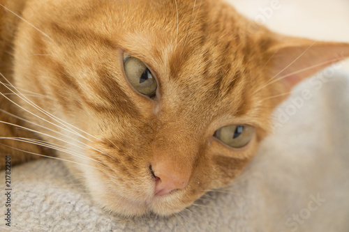 GATO PENSANDO DESPUÉS DE COMER