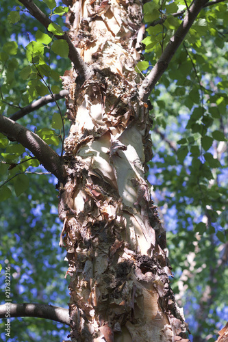 Close up view of textured torn and peeling bark on a river birch tree