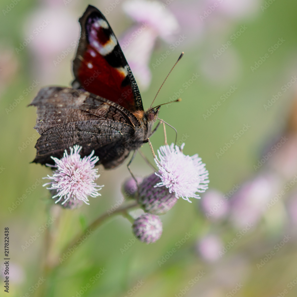 Butterfly on a flower in the nature Butterfly on a flower in the nature