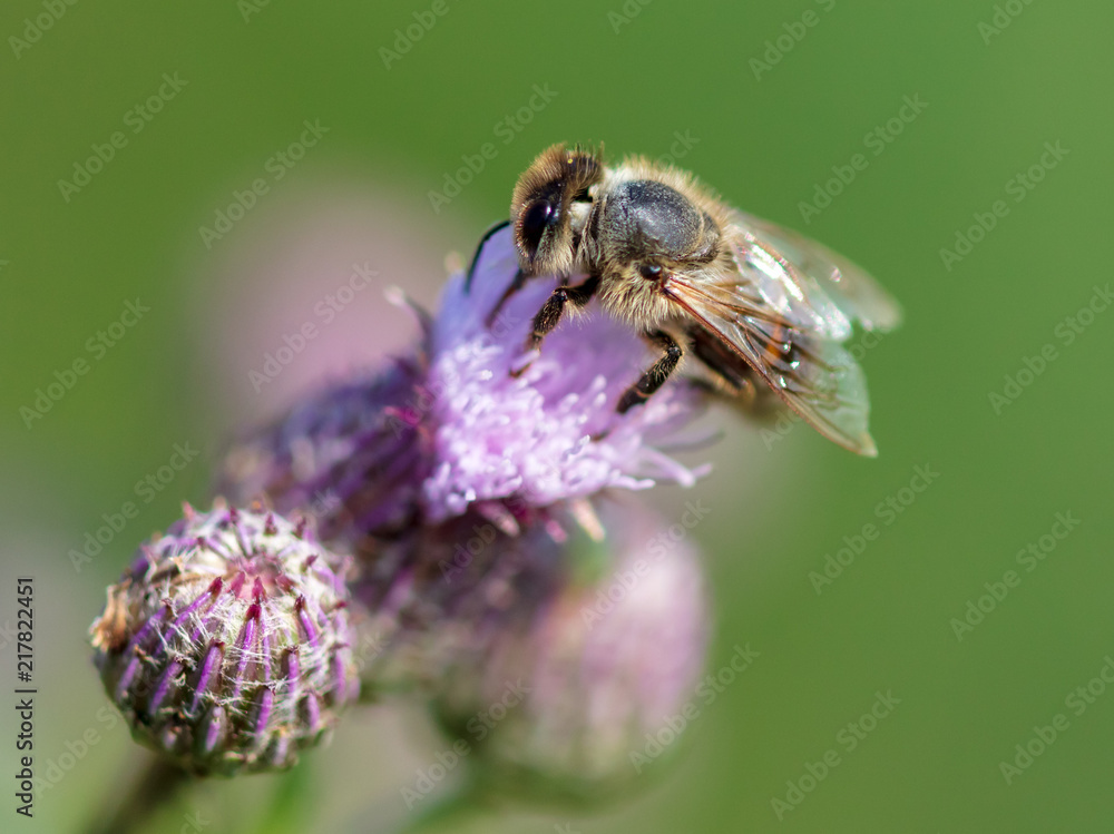 Bee on a blue flower in nature Bee on a blue flower in nature