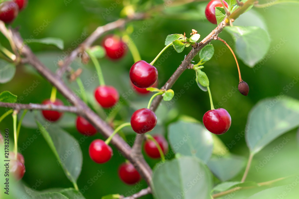 Red ripe cherry on a tree in summer Red ripe cherry on a tree in summer