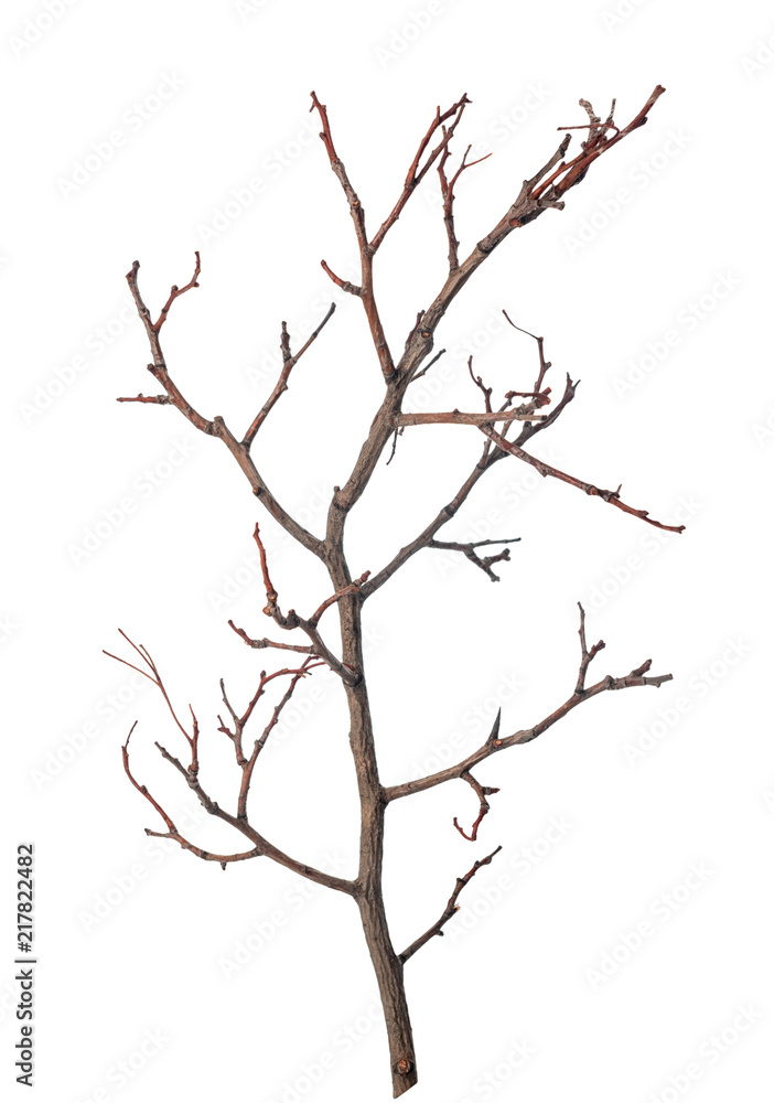 beautiful dry branch of tree isolated on white background beautiful dry branch of tree isolated on white background