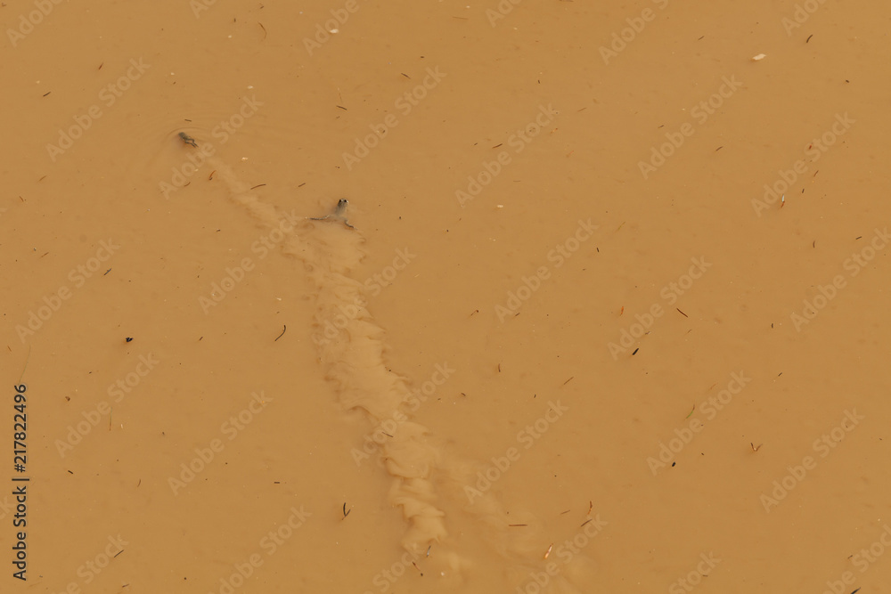Amphibian breeding frog in brown water puddle. Amphibian breeding frog in brown water puddle.