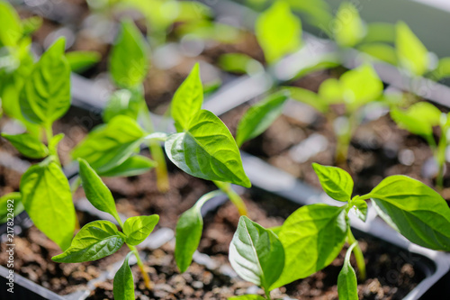 Green leaves of young pepper sprout