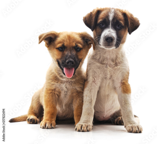 Fototapeta Naklejka Na Ścianę i Meble -  Two cute puppies.