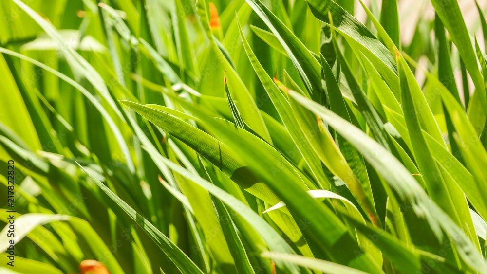 Large green leaves on the grass in the park Large green leaves on the grass in the park