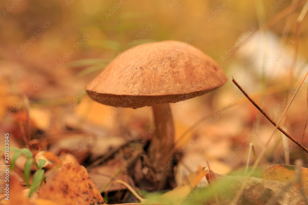 Edible mushroom in the forest in autumn Edible mushroom in the forest in autumn