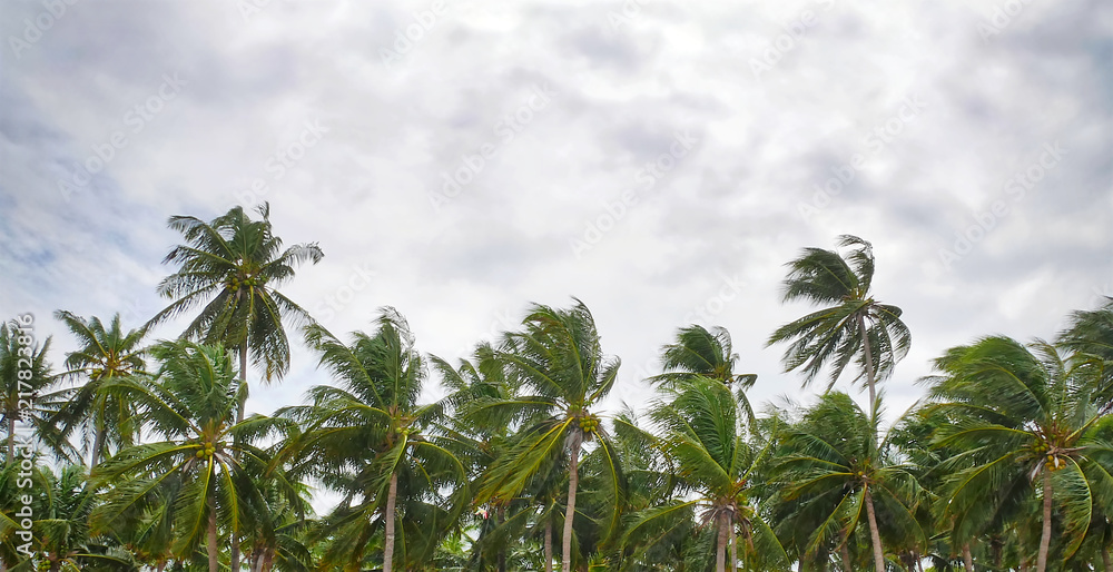 Scenic View of Coconut Trees along the Coastline