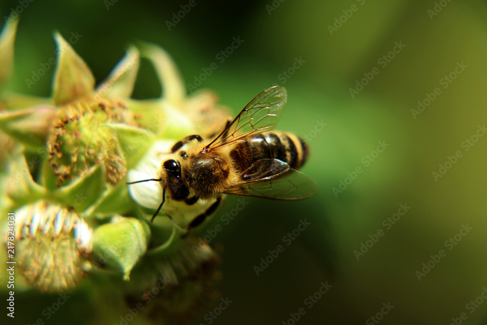 European honey bee, Apis mellifera, pollinating bloom of raspberry in springtime. Also we can see a limpid wings European honey bee, Apis mellifera, pollinating bloom of raspberry in springtime. Also we can see a limpid wings