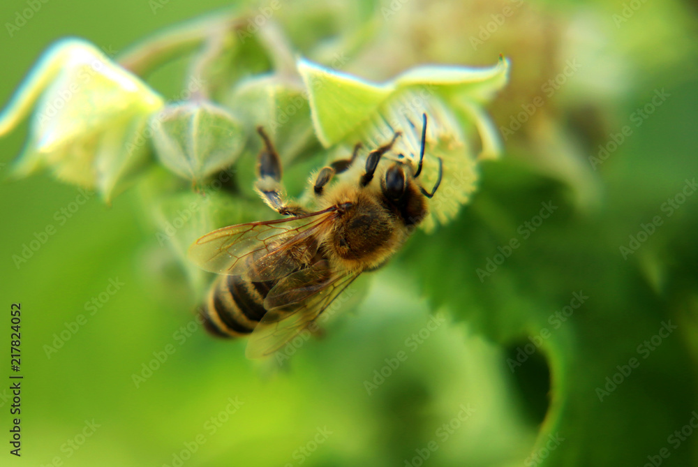 A beautiful wings full of pollen western honey bee, Apis mellifera. Sitting on bloom of raspberry A beautiful wings full of pollen western honey bee, Apis mellifera. Sitting on bloom of raspberry