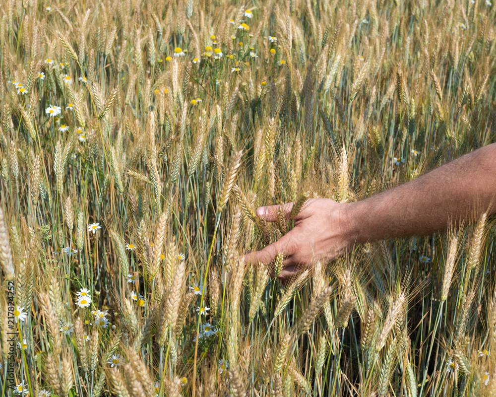 Male hands holding wheat spikelets in field on sunny day, new crop Male hands holding wheat spikelets in field on sunny day, new crop