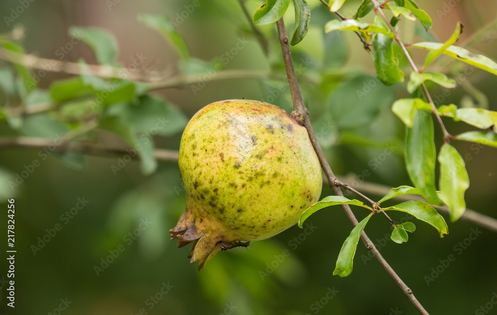 Green Pomegranate fruit with green leaf Green Pomegranate fruit with green leaf