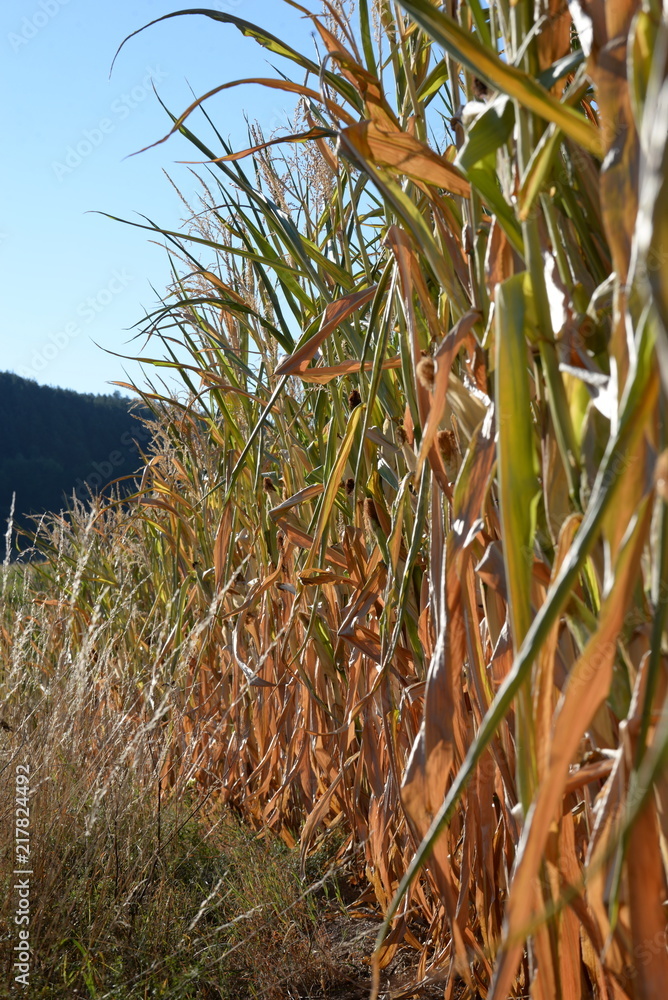 Fototapeta premium zu trocken. Maisfeld Anfang August in Bayern. Mangelnde Niederschläge führten zu vertrockneten Mais