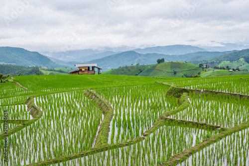 View Terraced Paddy Field in Mae-Jam Village, Chaingmai, Thailand