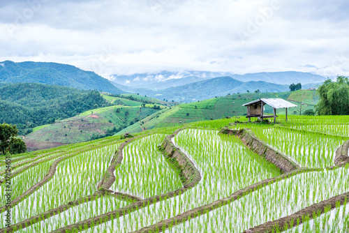 View Terraced Paddy Field in Mae-Jam Village, Chaingmai, Thailand