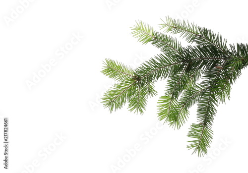 Pine branch  natural decoration isolated on white background  clipping path