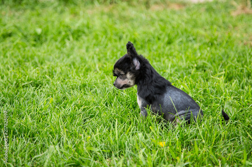 Profile Portrait of black hairless puppy breed chinese crested dog sitting in the green grass on summer day.