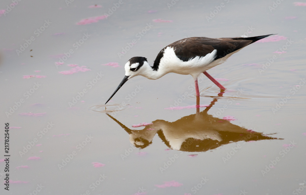 Obraz premium Peruvian stilt