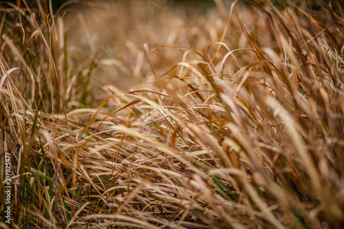 field of dry grass rhythm  grass warm tone