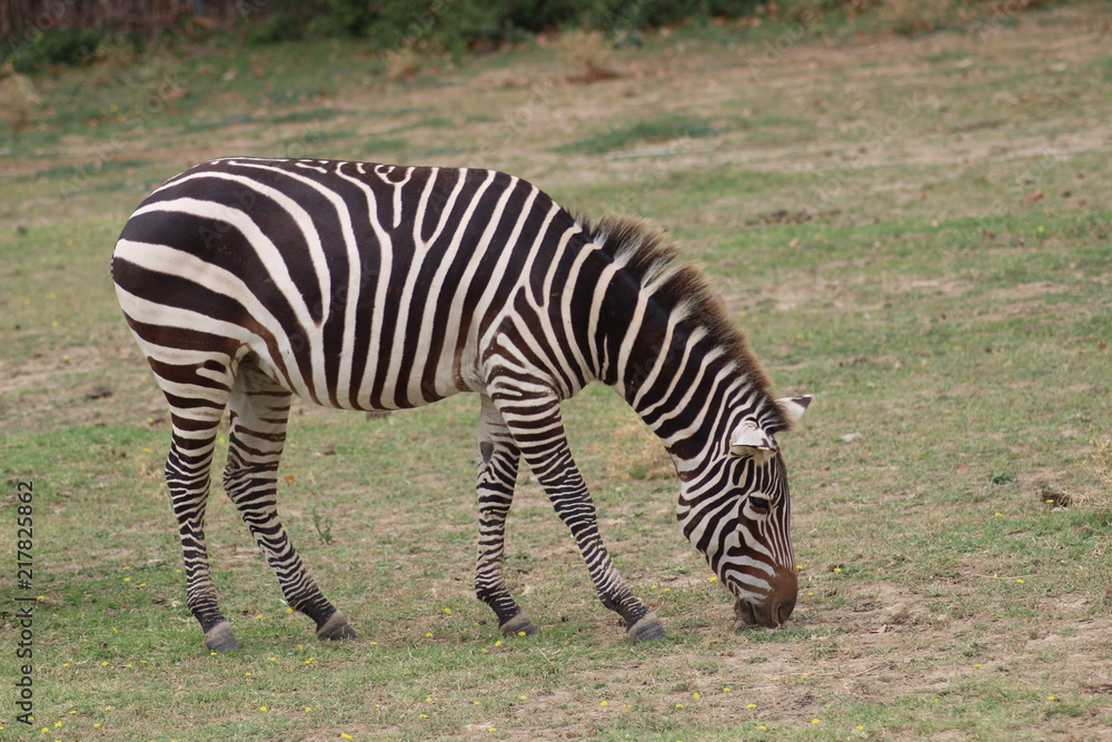 zebre zebre